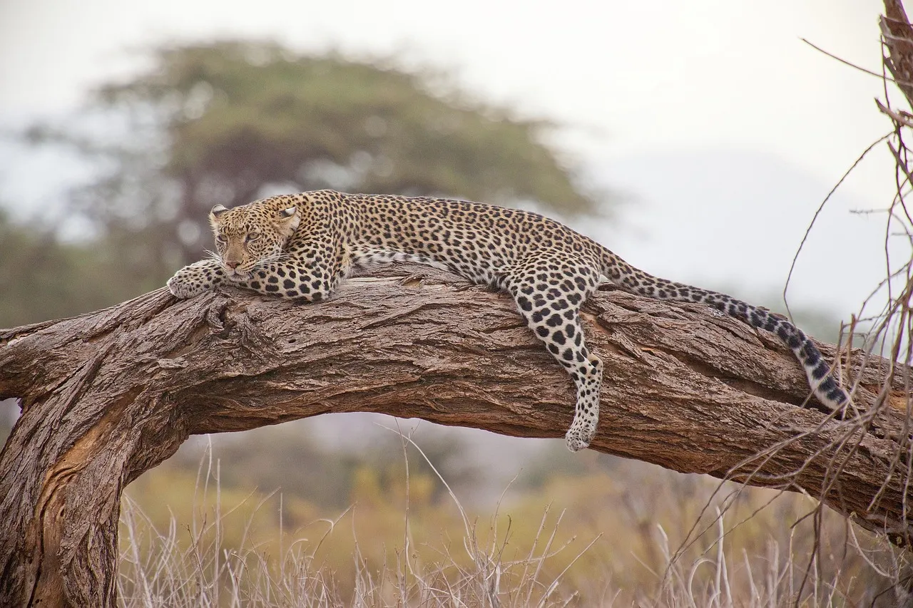 Kenya Visa Requirements for US Citizens in 2026: Your Essential Guide